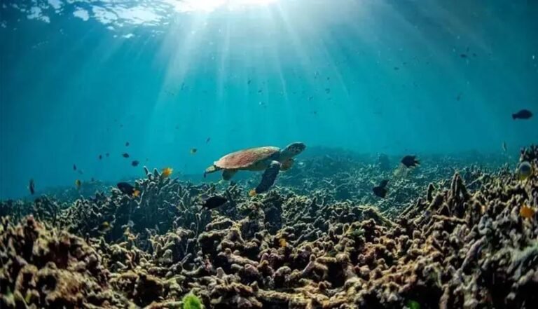 Desentendendo a Desertificação e Acidificação: Impactos e Soluções para Negócios