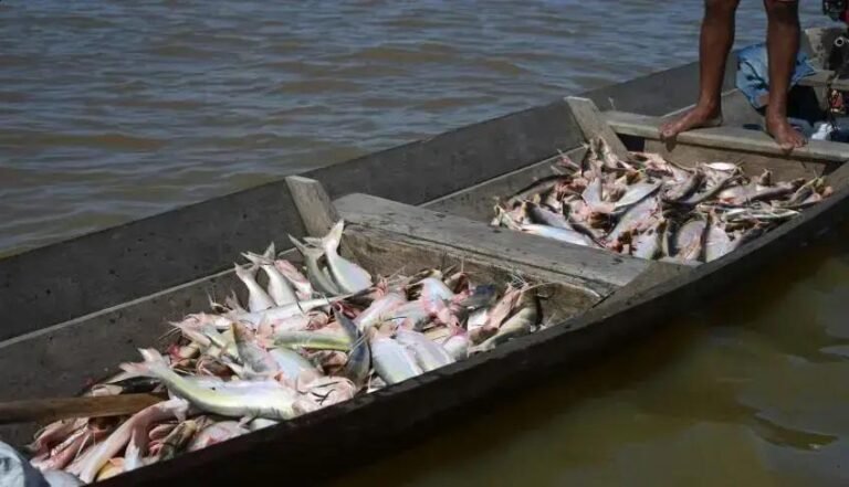 Pesca do mapará em Careiro da Várzea movimenta a economia local