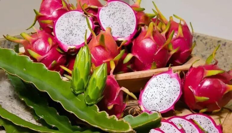 Feira Brasil na Mesa: Celebrando a Gastronomia Brasileira